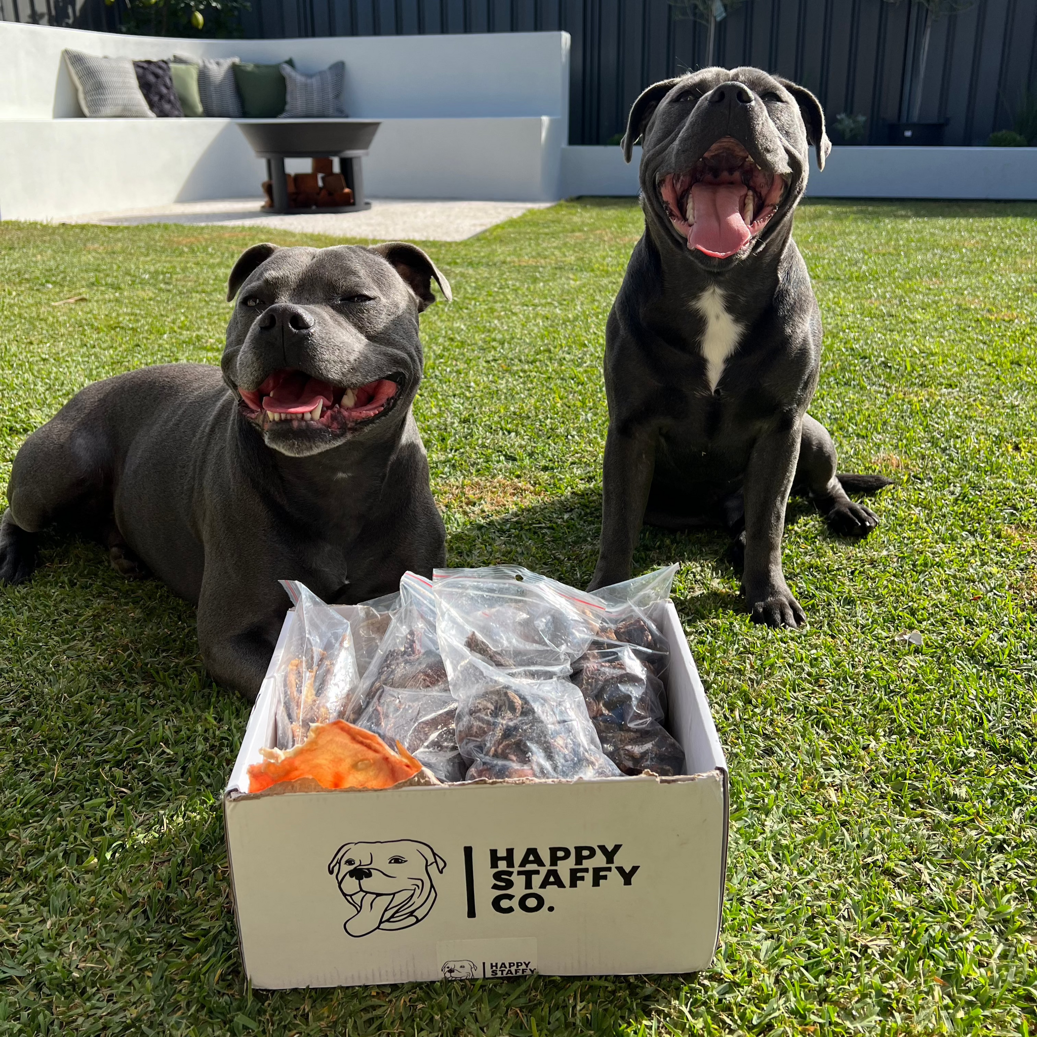 Treat & Toy Combo (Chewzilla® Certified)