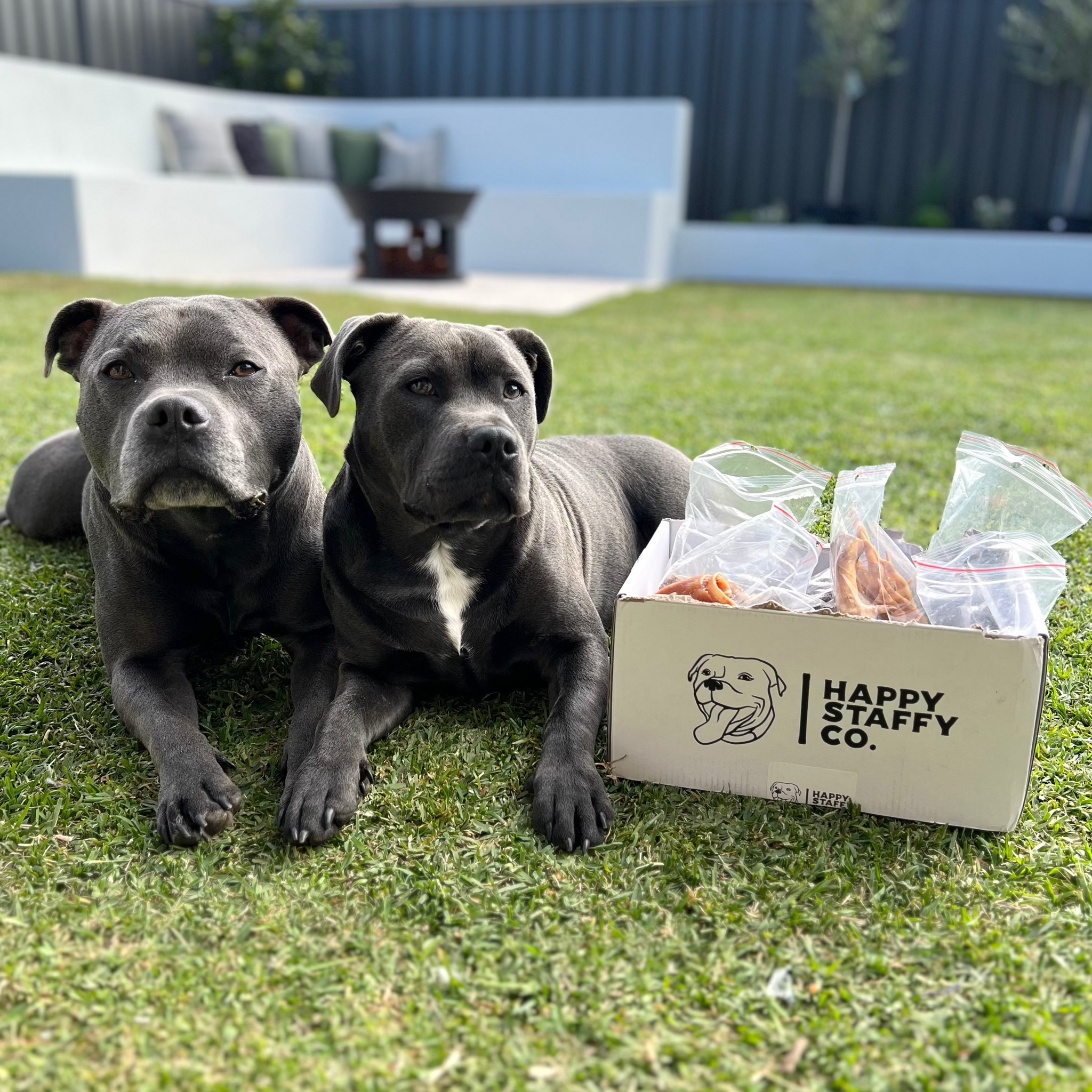 Treat & Toy Combo (Classic Collection)