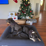 Christmas Bandana - Free Gift