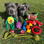 Two dogs outdoors surrounded by dog toys including the Power Chew Wheel