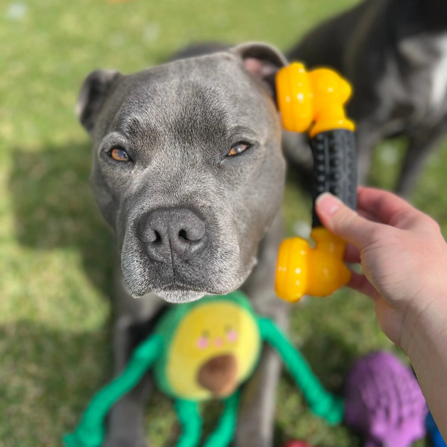 Dog posing with the Power Chew Phone dog toy near its ear.
