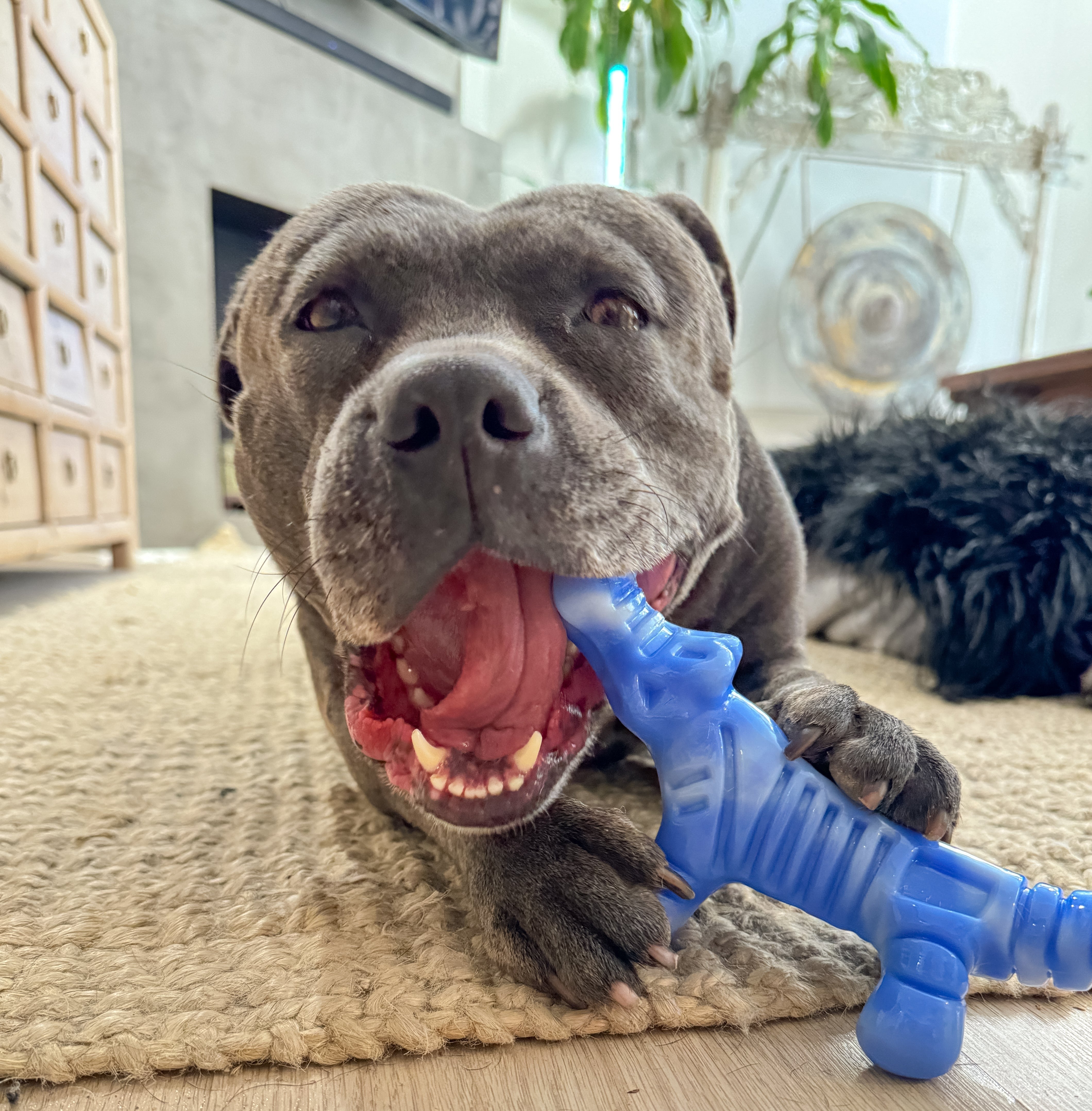 Chewzilla Gator
