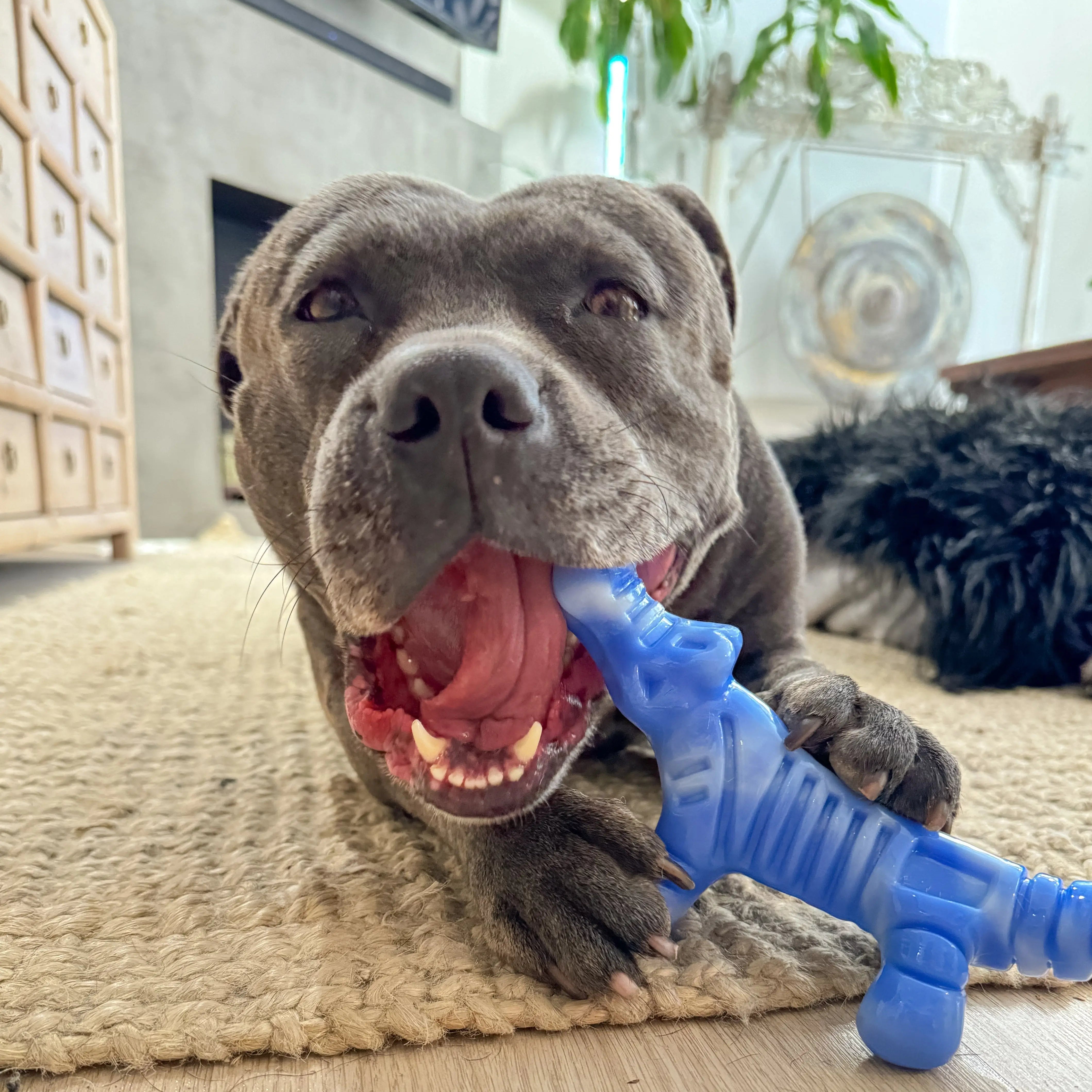 Dog chewing the Chewzilla Gator dog toy indoors.