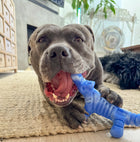 Dog chewing the Chewzilla Gator dog toy indoors.