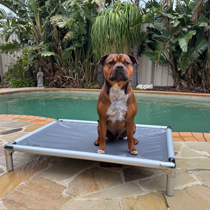Dog sitting on a chew-proof outdoor dog bed near a backyard pool.