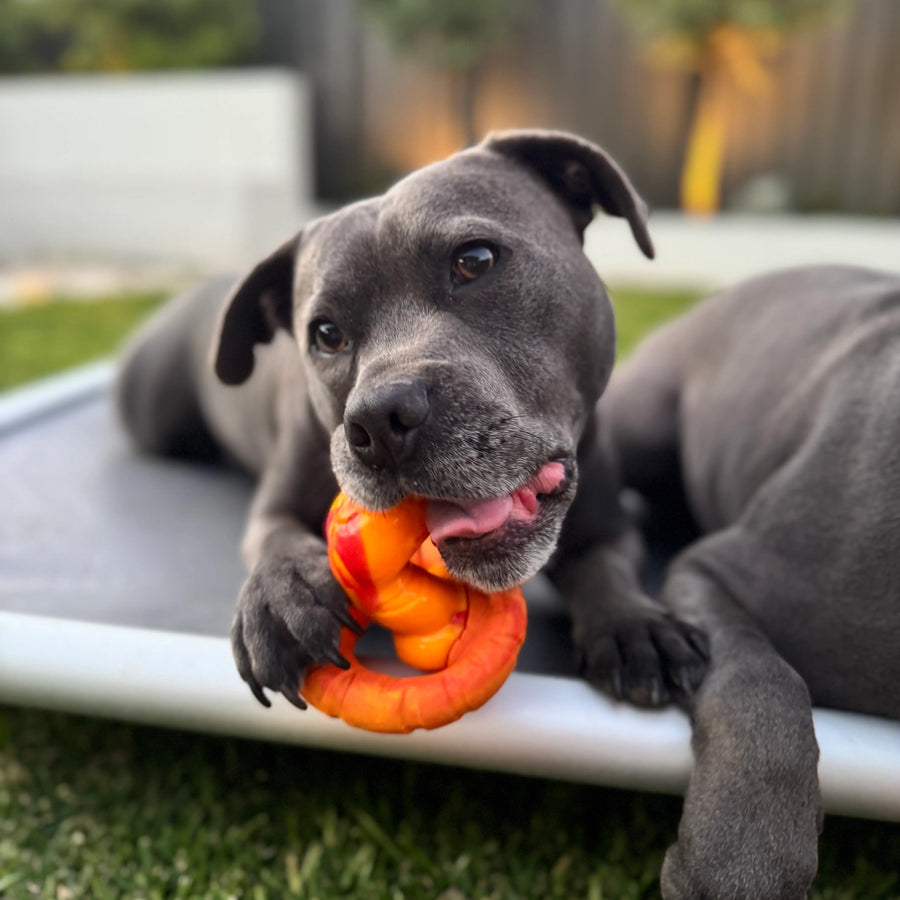 Dog chewing a PowerFlex snake toy while relaxing outdoors