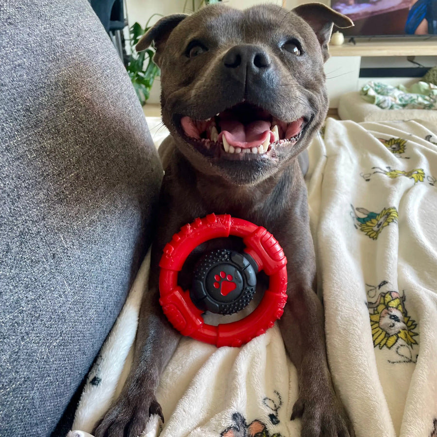 Dog laying on a blanket smiling with the Power Chew Wheel on its chest
