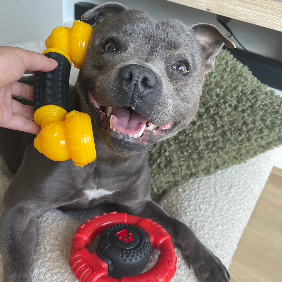 Dog smiling with the Power Chew Phone dog toy positioned near its mouth.