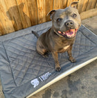 Chew-Proof Bed & Cover Bundle