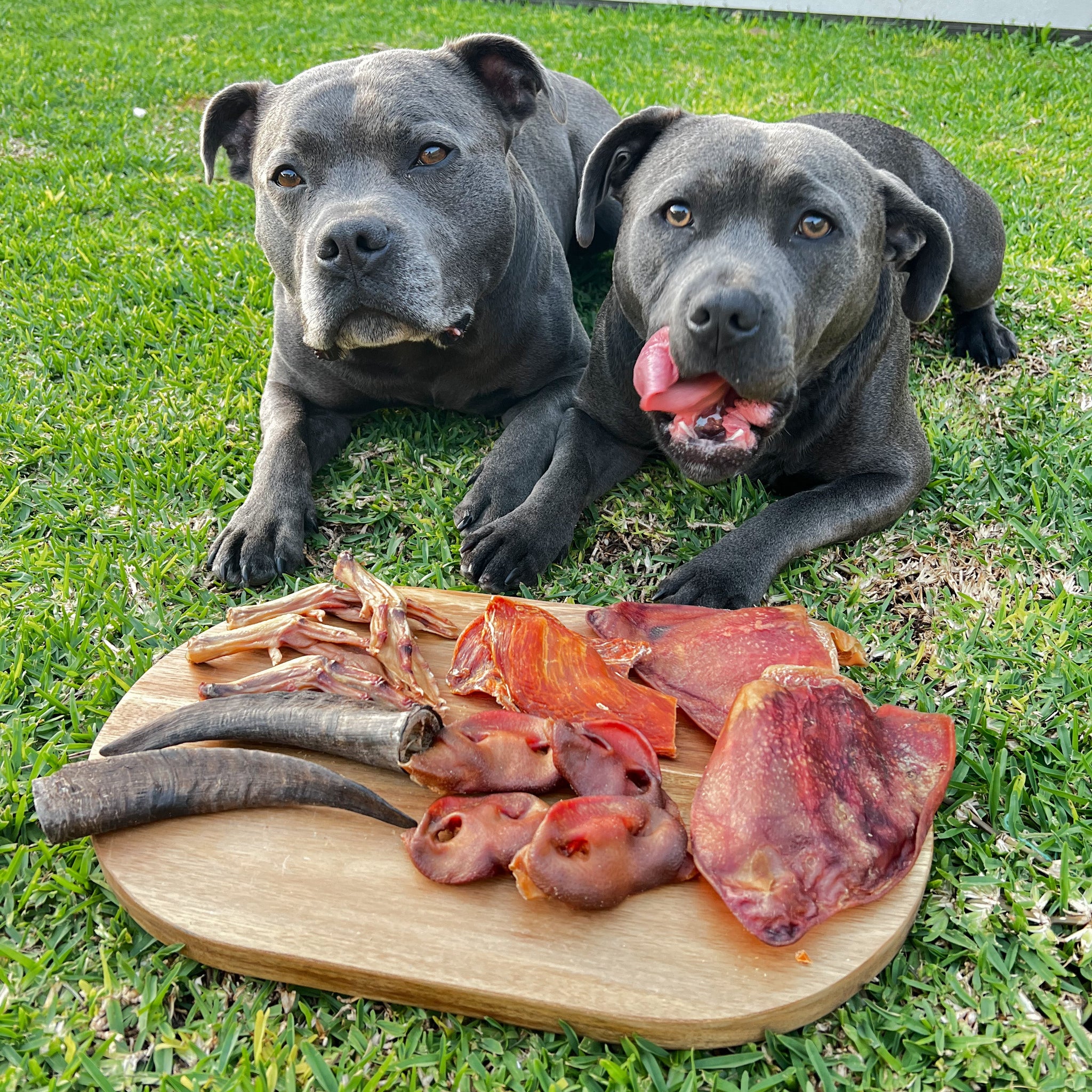 Treat & Toy Combo (Classic Collection)