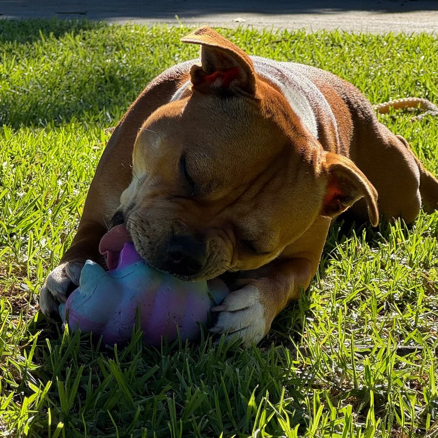 Cosmo Critter