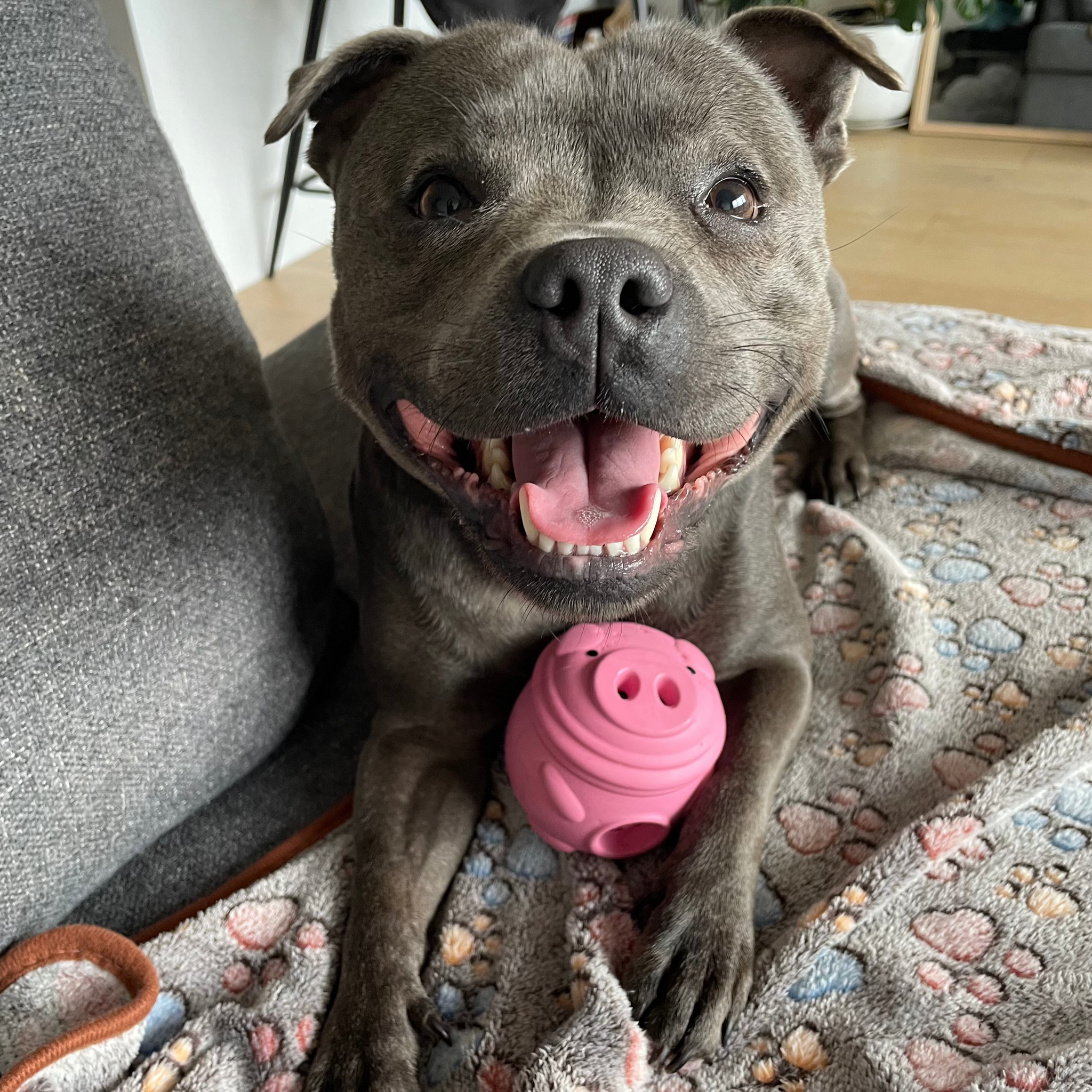 Treat & Toy Combo (Classic Collection)