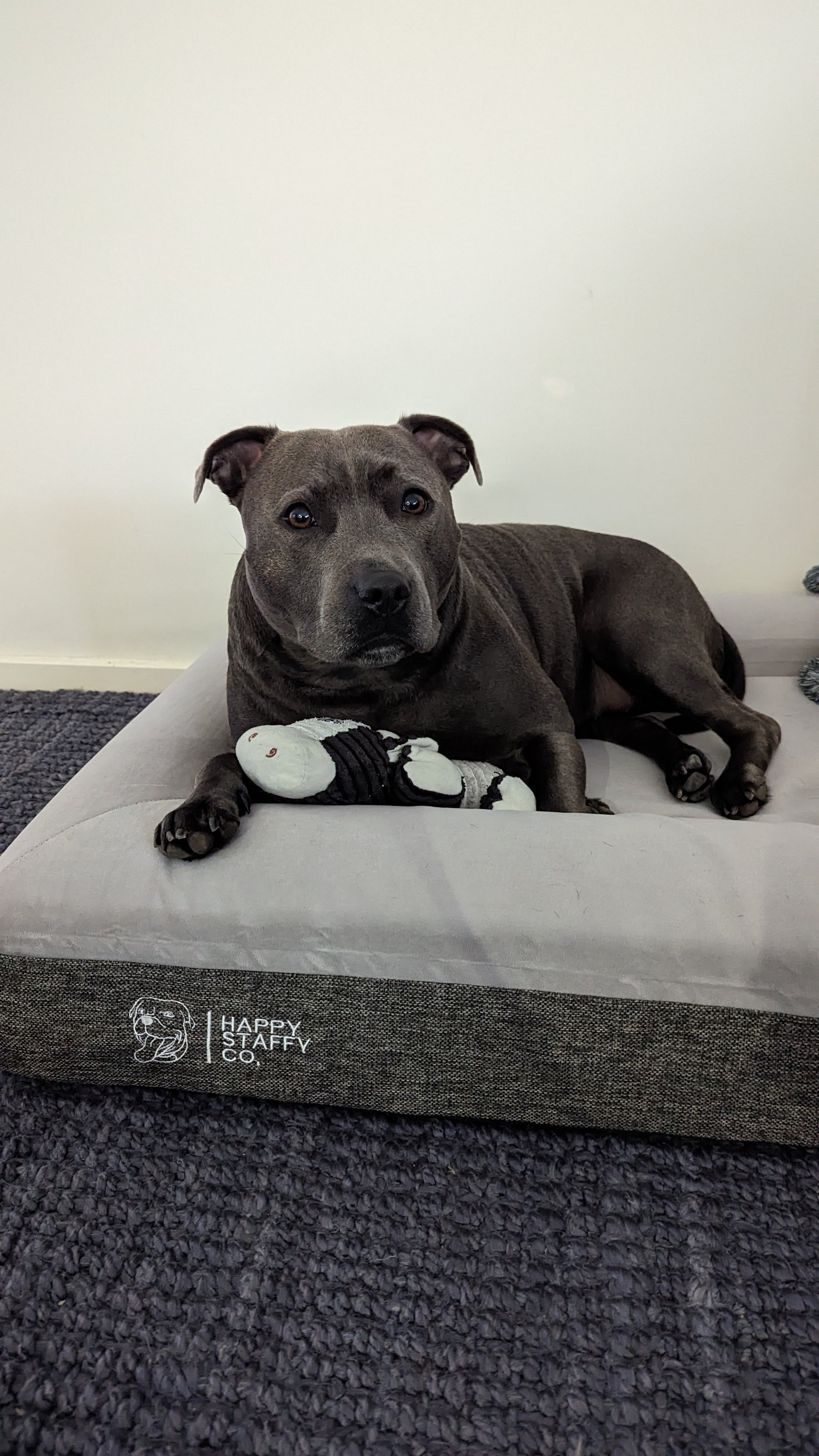 Orthopedic Memory Foam Bed + Durable Bed Cover Combo