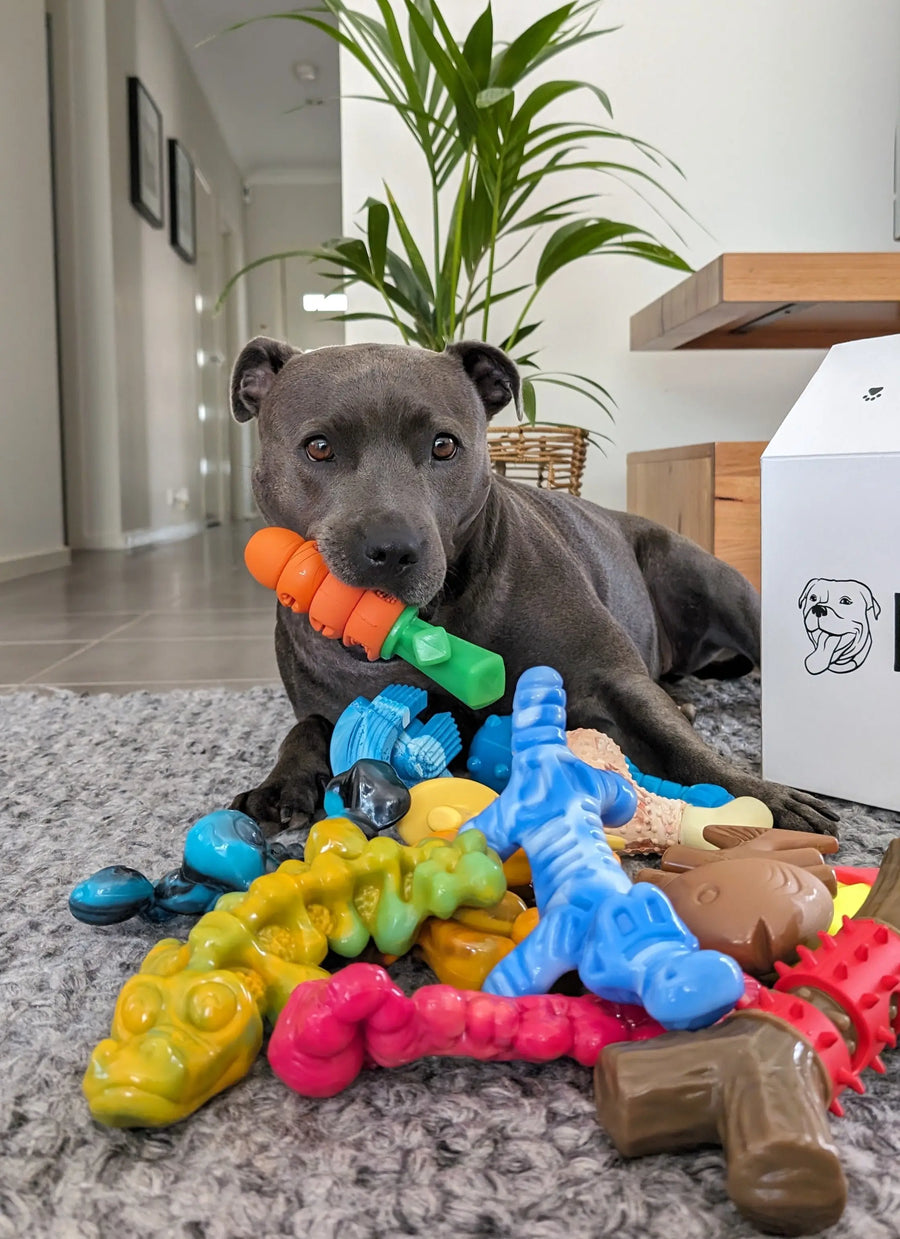 Dog lying with a pile of toys including the Chewzilla Gator dog toy.