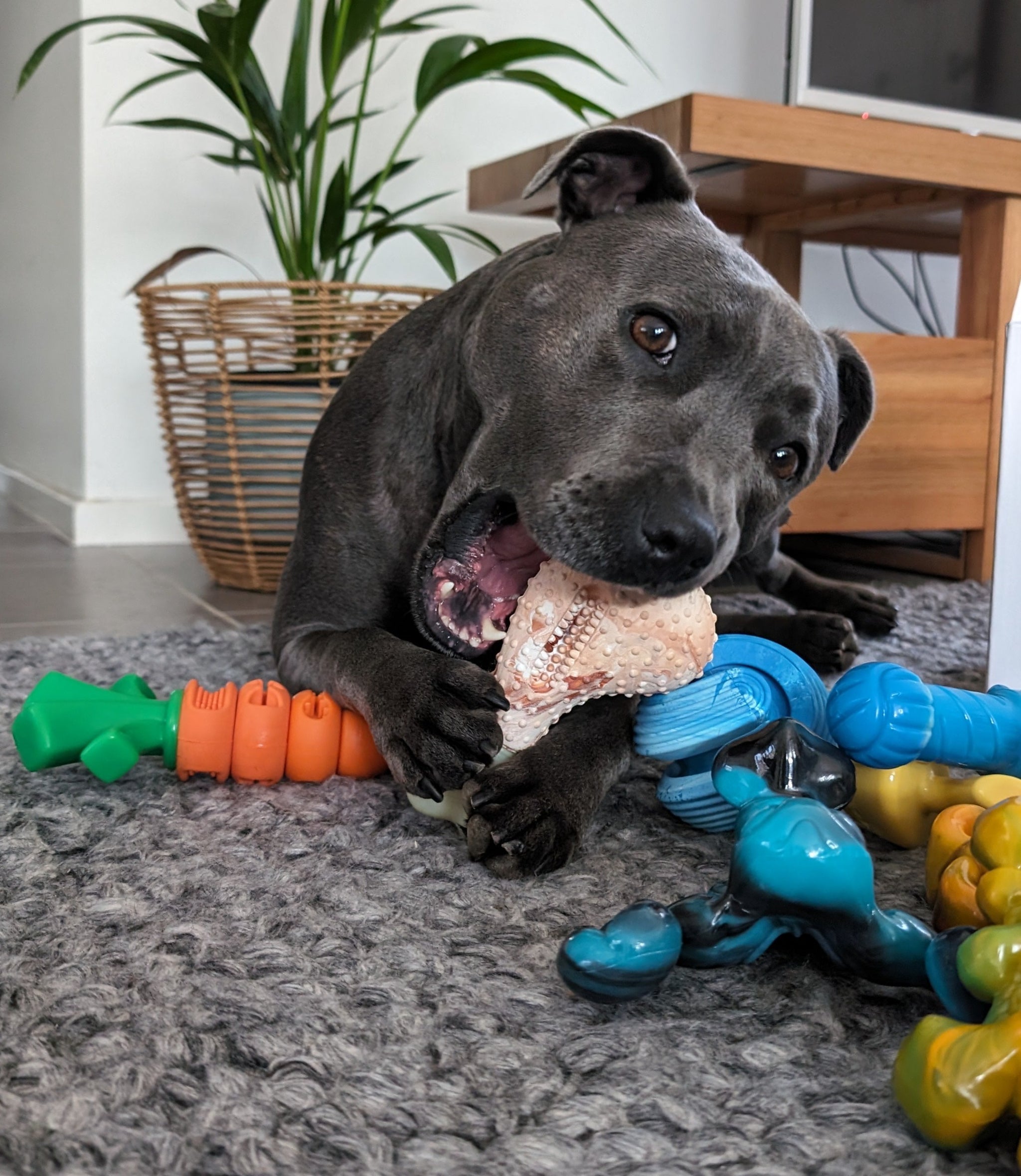 Power Chewers Collection