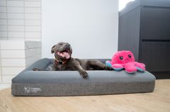 Orthopedic Memory Foam Bed + Bouclé Cover