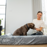 Orthopedic Memory Foam Bed + Pullover Blanket Cover