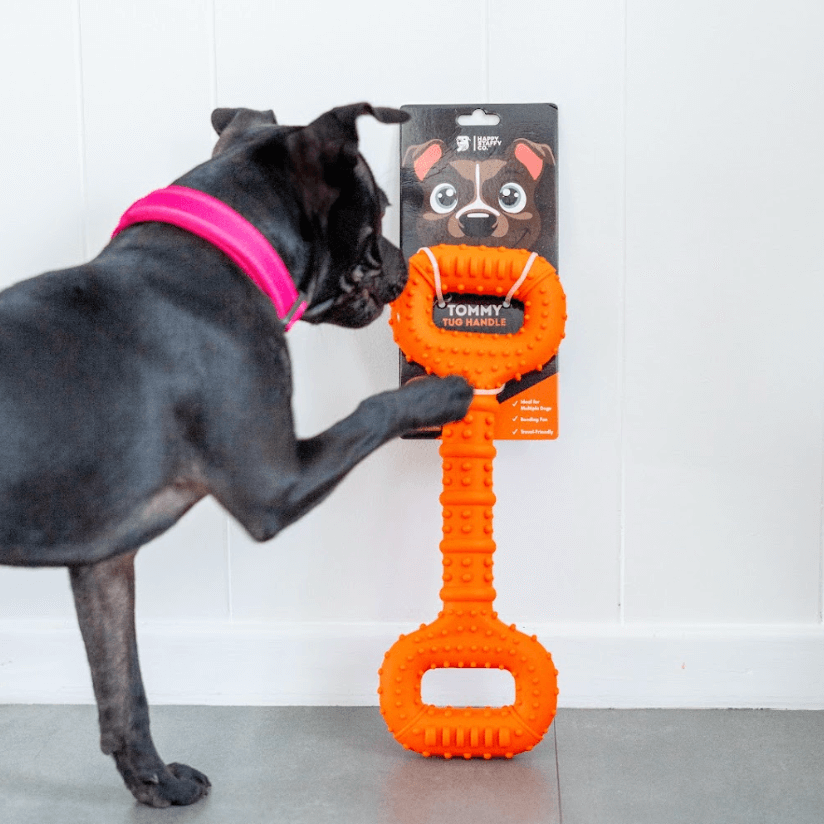 Dog pawing at The Tommy Tug Handle dog toy still attached to its packaging.