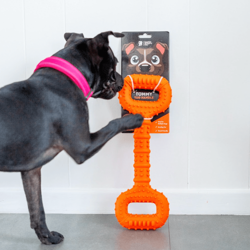 Dog pawing at The Tommy Tug Handle dog toy still attached to its packaging.