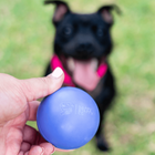 Human holding purple Duraball dog toy with a dog waiting to fetch in the background