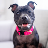 Durable Staffy Collar