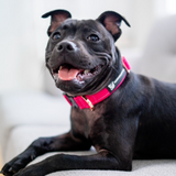 Durable Staffy Collar