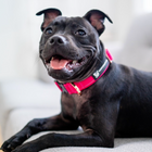Durable Staffy Collar