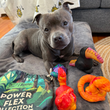 Black Friday Ultimate Toy & Treat Bundle