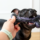 Dog playing tug with the purple bone dog toy from the Chezilla® Galactic Quest Collection