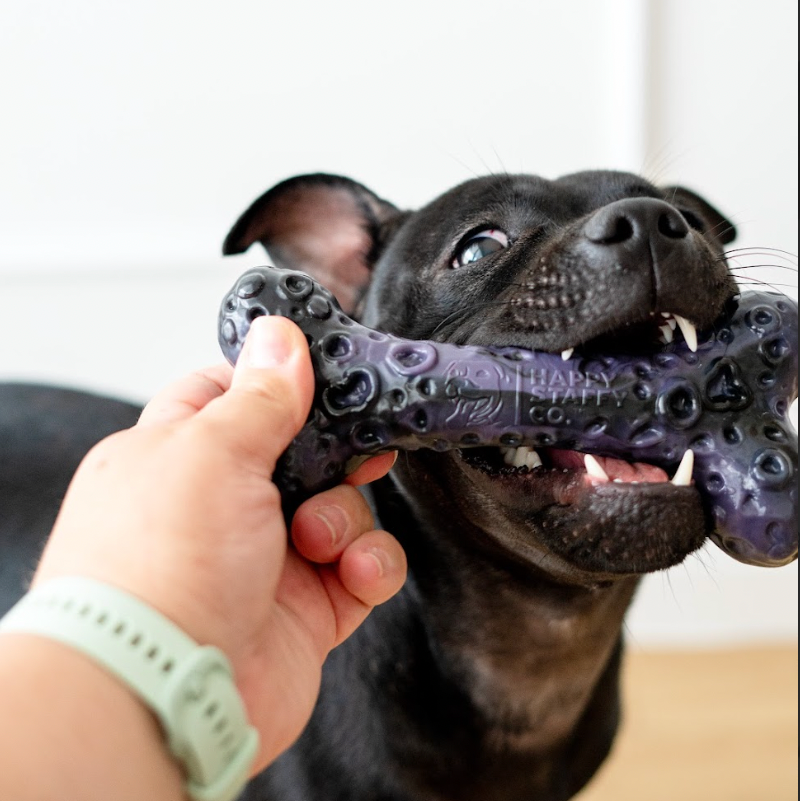 Dog playing tug with the purple bone dog toy from the Chezilla® Galactic Quest Collection
