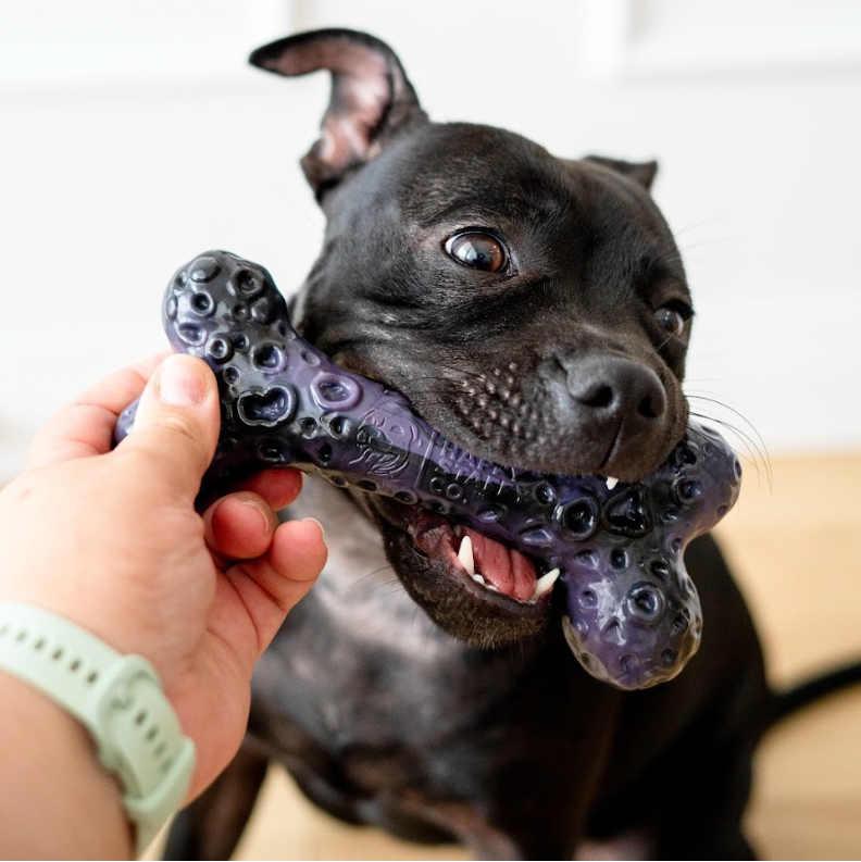 Dog biting Chezilla® Galactic Quest Collection crater bone dog toy during play