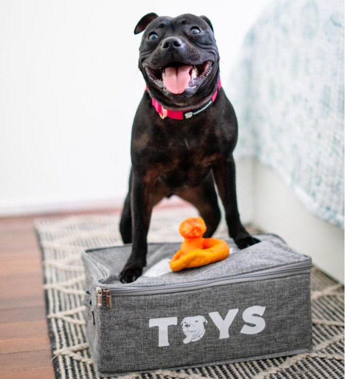 Dog standing on closed Toy Storage Box with plush toy on top