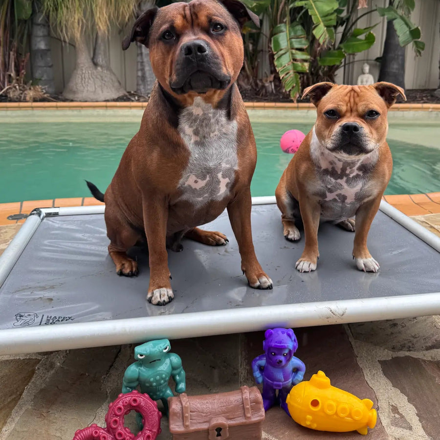 Staffy dog playing with PowerFlex Jungle Trek toy outdoors