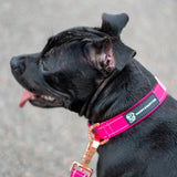 Durable Dog Harness