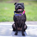 Durable Dog Harness