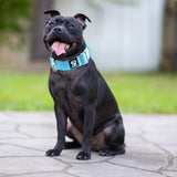 Durable Dog Harness