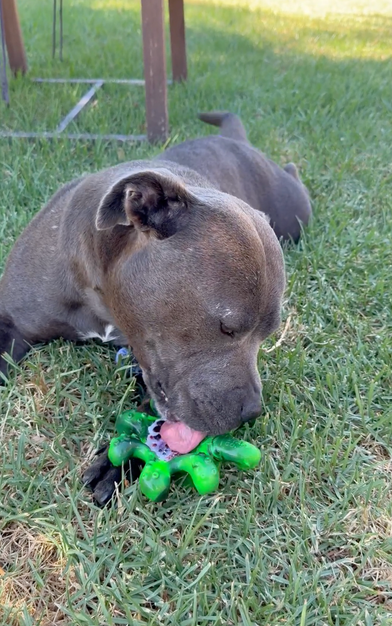 Reduce bordeom - Add spreads to Chewzilla toys