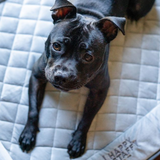 Chew-Proof Bed & Cover Bundle