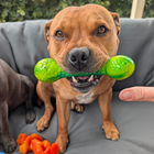 Chewzilla® Aussie Outback Collection
