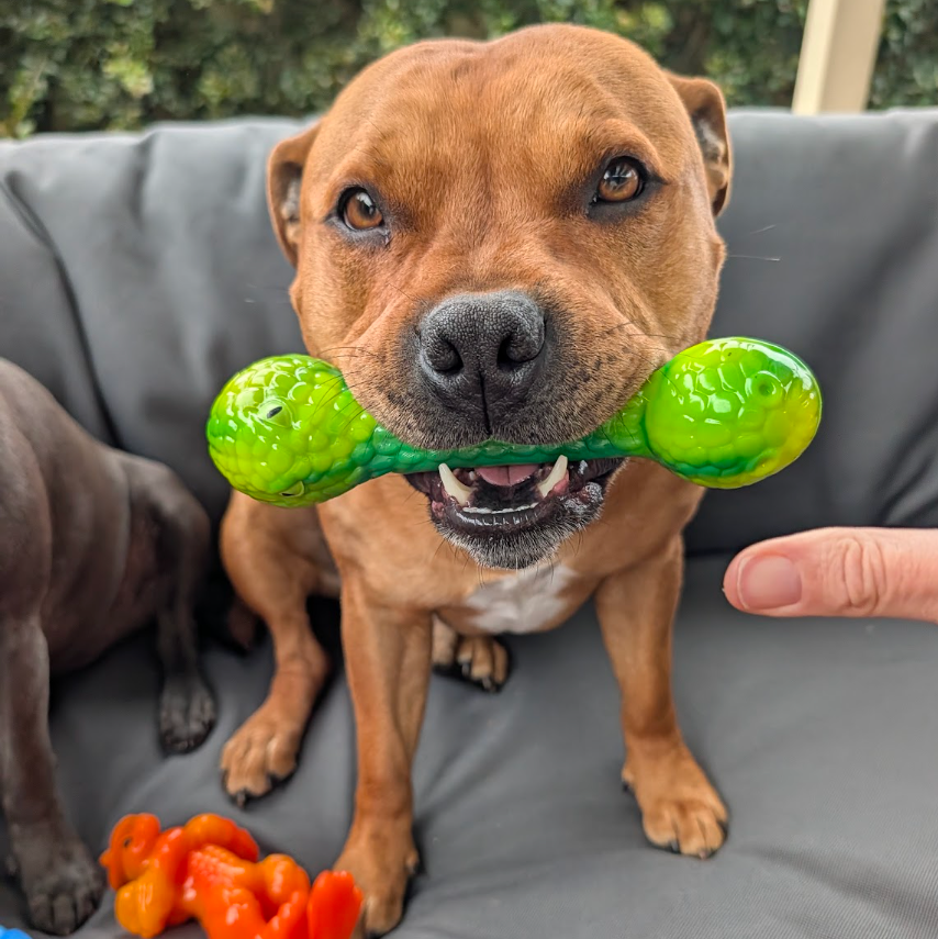 Chewzilla® Aussie Outback Collection photo 6