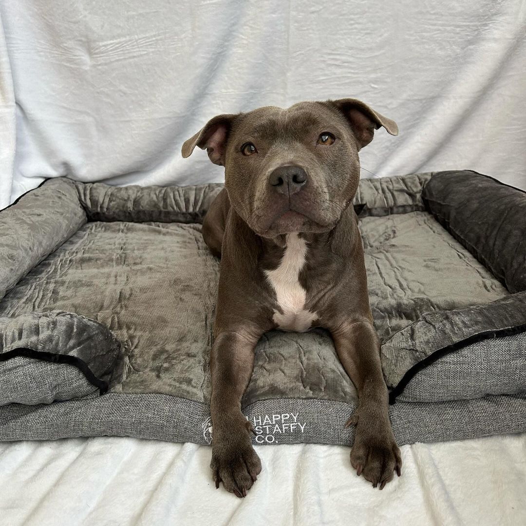 Calming Day Bed