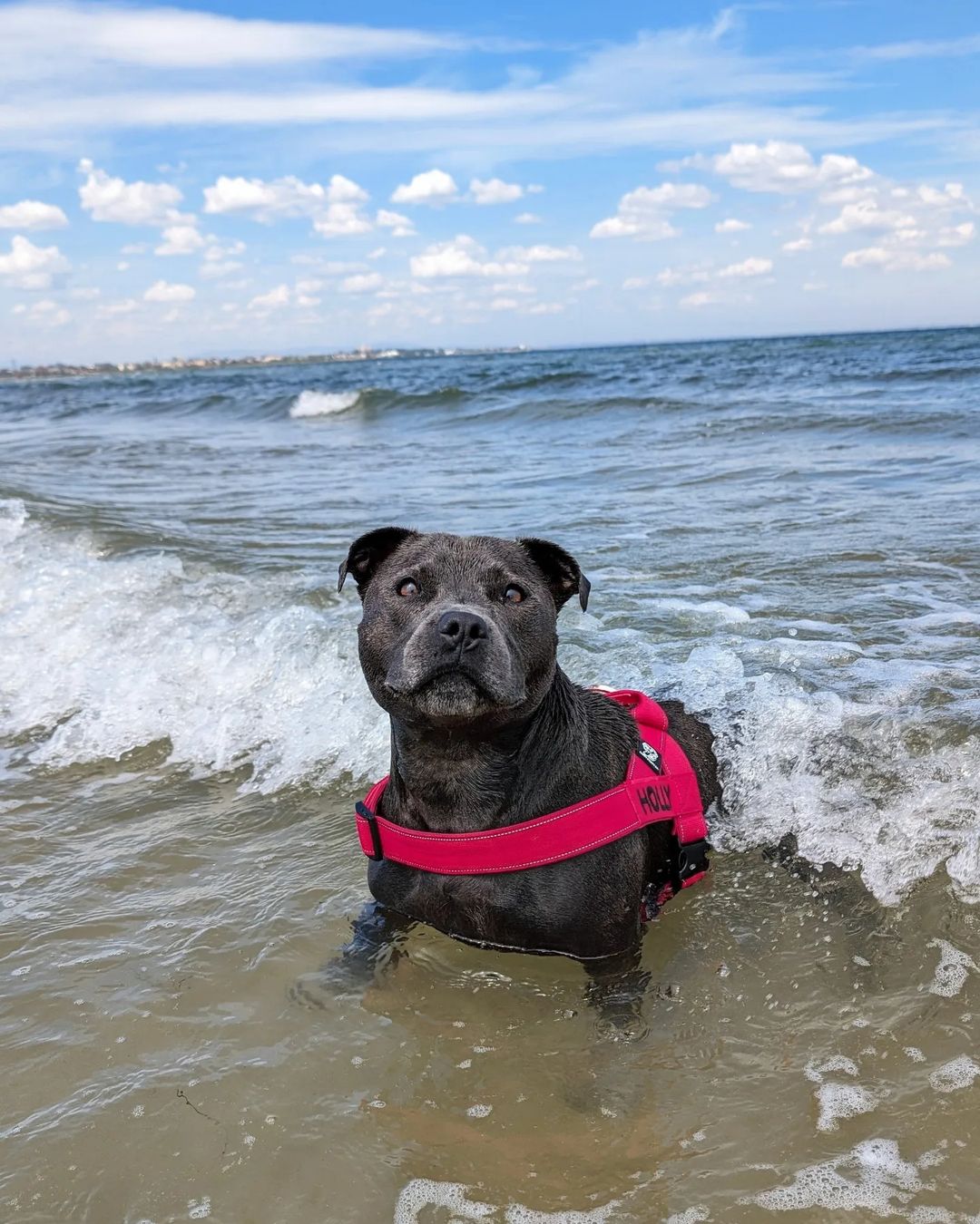 A Staffy in a pink harness standing in the waves at the beach
