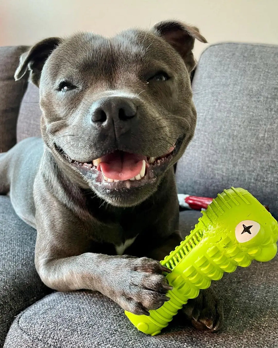 Dog smiling while holding the green Crocodile Dental Chew dog toy.