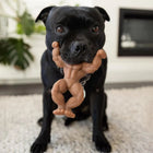 Dog holding the Staffy Schwarzenegger dog toy in its mouth indoors.