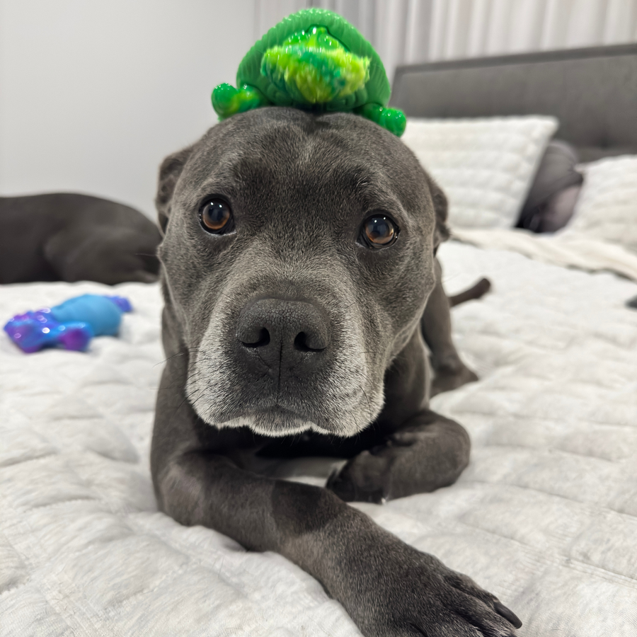 Treat & Toy Combo (PowerFlex™ Jungle Trek)