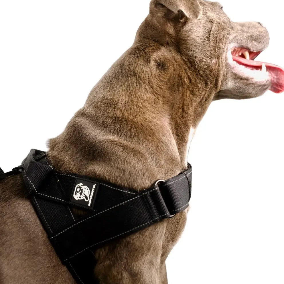 Walkies Starter Pack