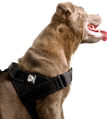 Staffy Harness