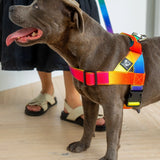 Staffy Harness
