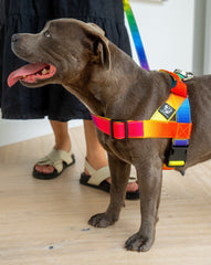 Staffy Harness