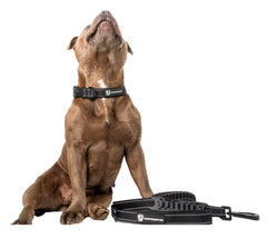 Durable Staffy Collar